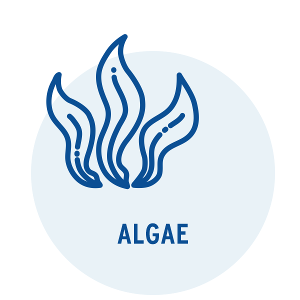 Alga